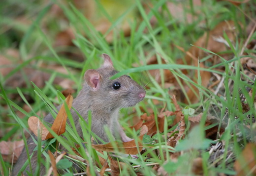 Faune Toulouse Automne 2021