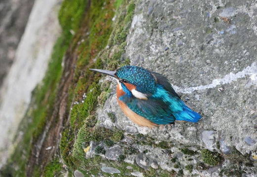 Martin Pecheur Automne 2021